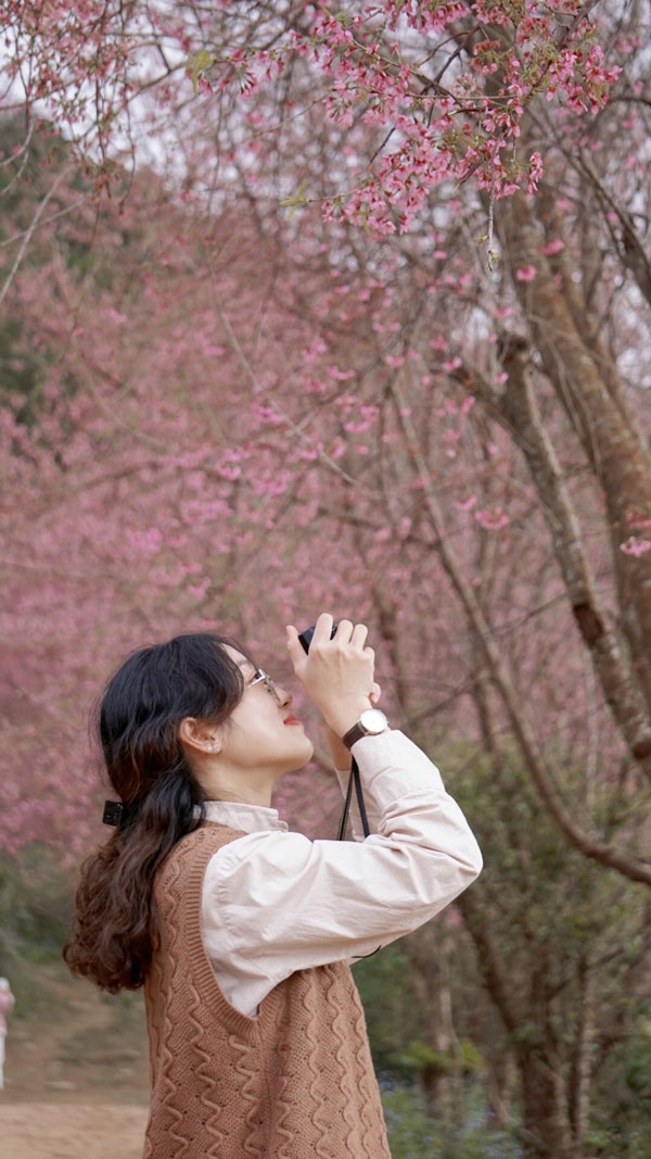 Du khách đổ về Cầu Đất ngắm mai anh đào