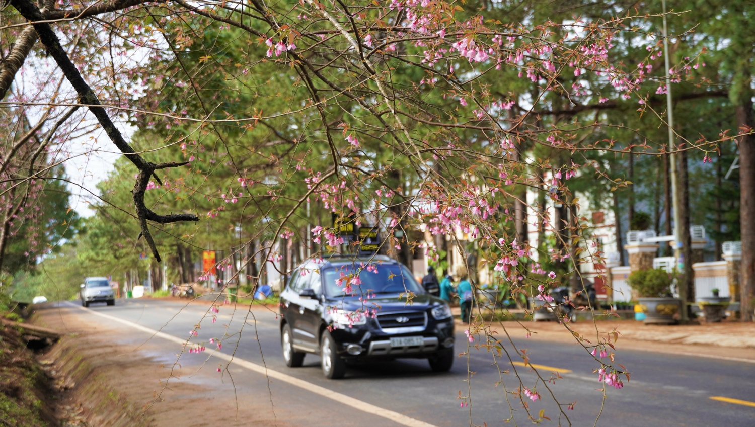 Ngắm mai anh đào nở rộ ở Măng Đen