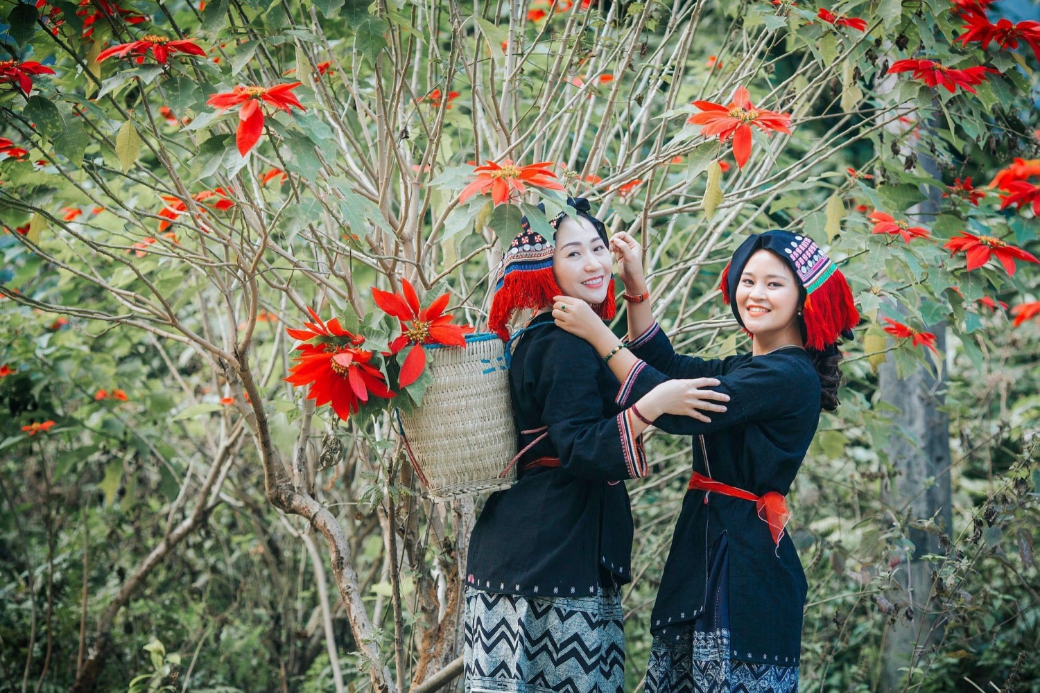 Xuân Sơn rực rỡ mùa hoa trạng nguyên