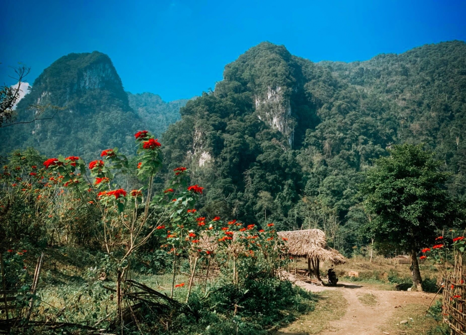 Xuân Sơn rực rỡ mùa hoa trạng nguyên