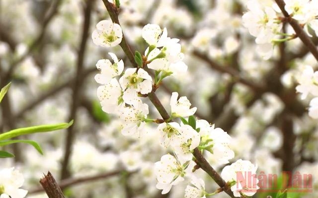 “Miền cổ tích trắng” giữa lòng TP Sơn La