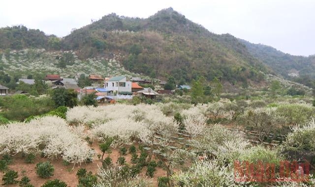 “Miền cổ tích trắng” giữa lòng TP Sơn La