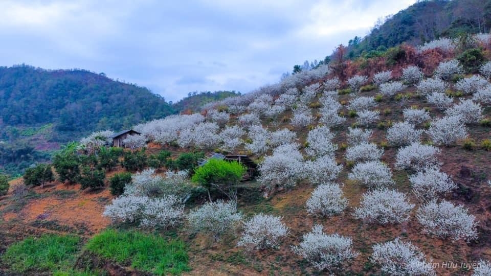 Mùa hoa mận Khuổi Bắc