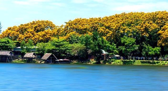 Quảng Nam: Lễ hội “Tam Kỳ - Mùa Hoa Sưa năm 2022” sẽ diễn ra vào tháng 4