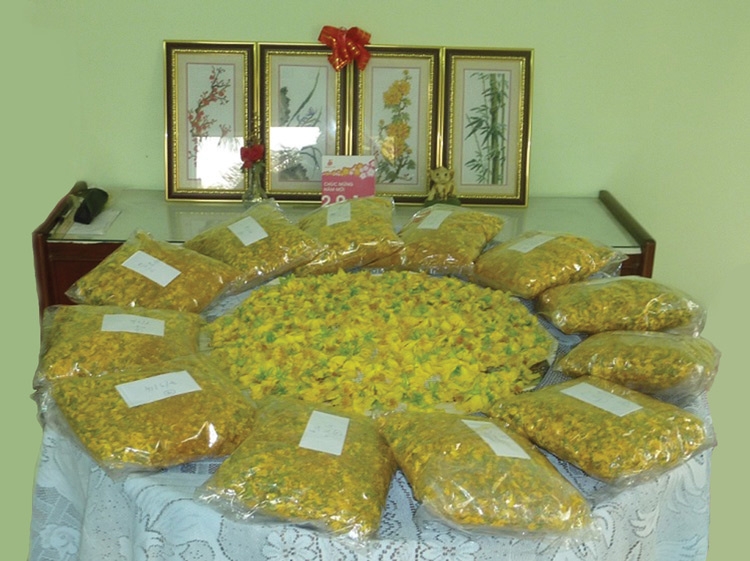 Thơm nồng trà hoa mai của người Nam bộ
