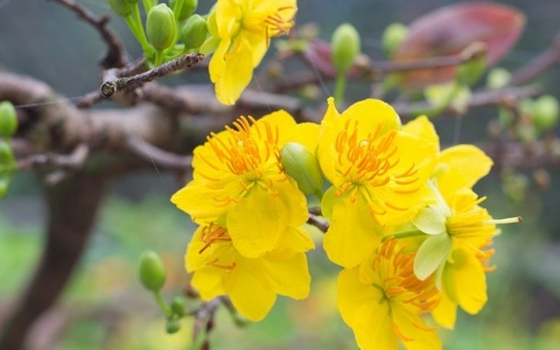 Thơm nồng trà hoa mai của người Nam bộ