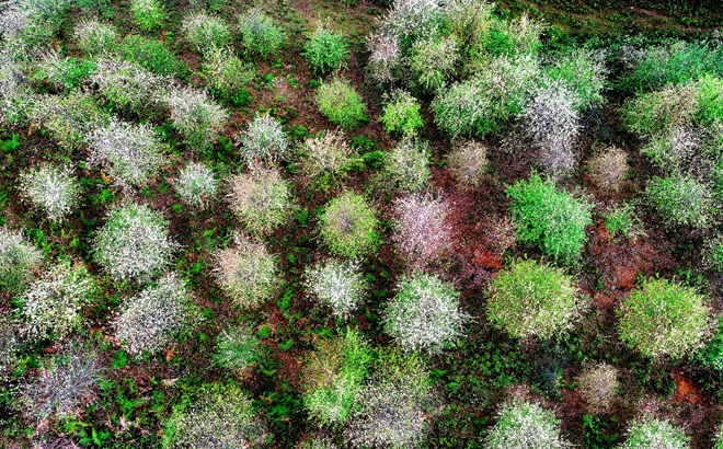 Lên Lùng Cúng ngắm rừng hoa sơn tra giữa lưng chừng trời