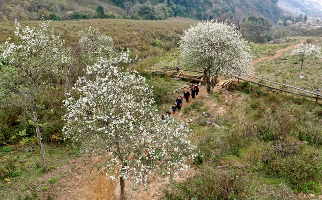 Lên Lùng Cúng ngắm rừng hoa sơn tra giữa lưng chừng trời