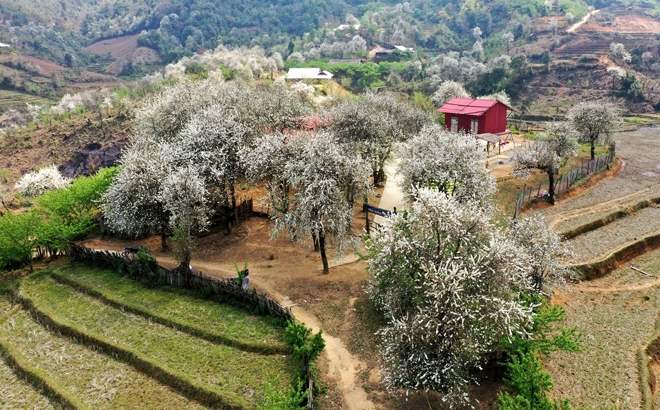 Lên Lùng Cúng ngắm rừng hoa sơn tra giữa lưng chừng trời