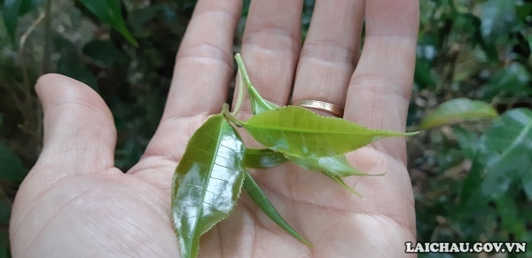 Khám phá rừng chè cổ thụ trên đỉnh Pu Ta Leng – “Vàng xanh” của núi rừng