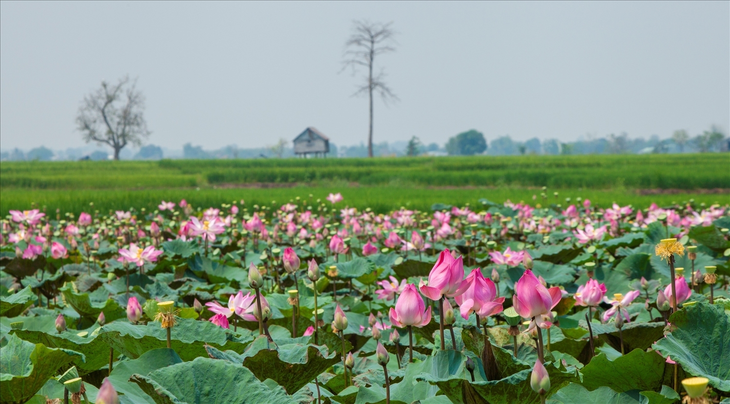 Trải nghiệm hương sắc đồng sen ở Phú Thiện