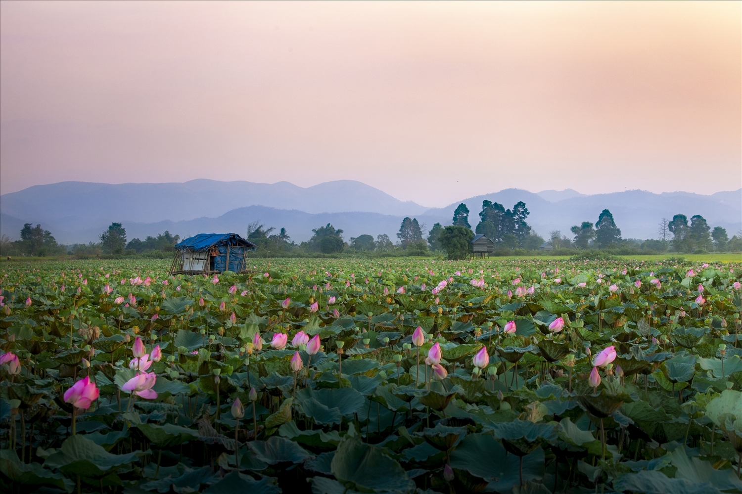 Trải nghiệm hương sắc đồng sen ở Phú Thiện