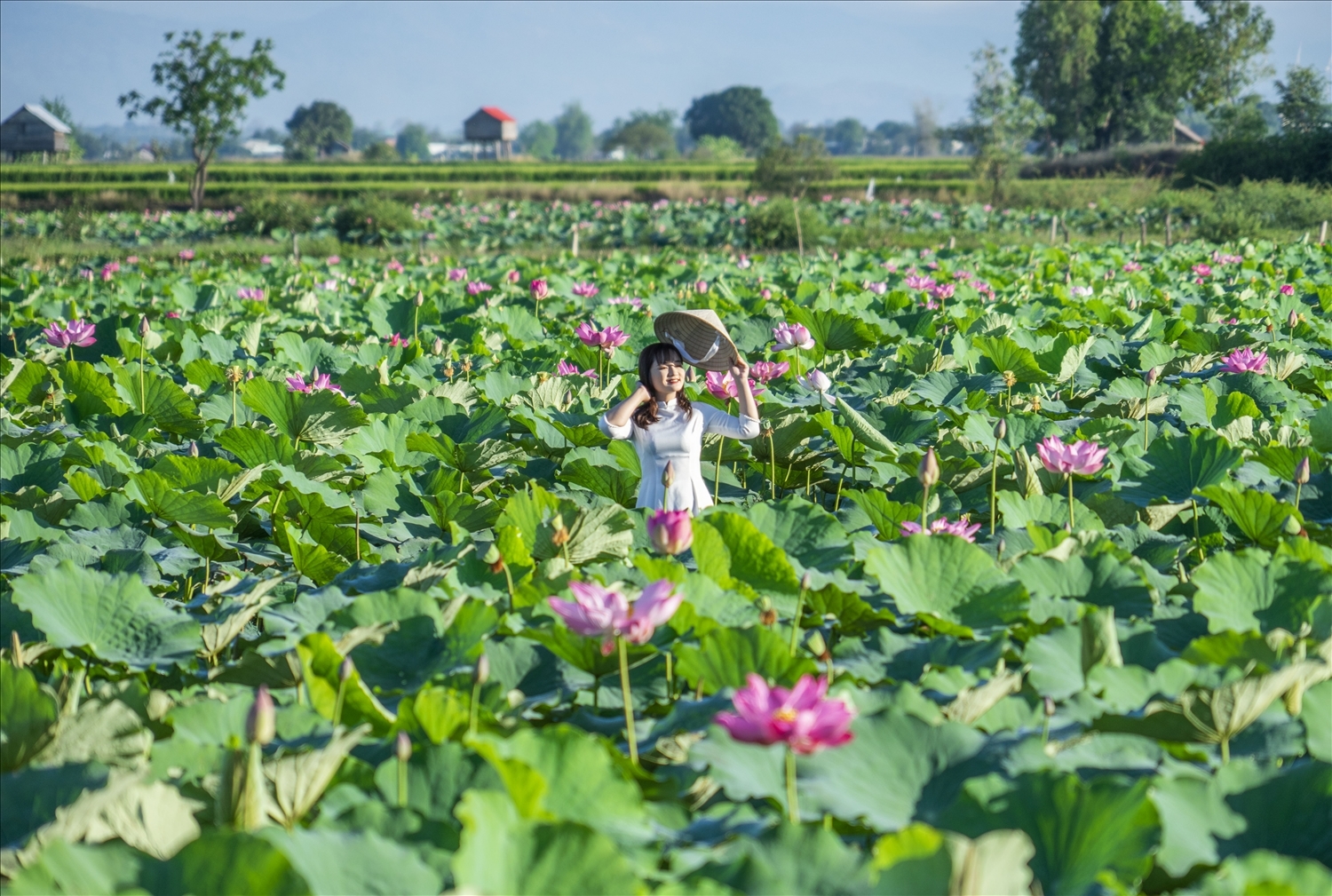 Trải nghiệm hương sắc đồng sen ở Phú Thiện