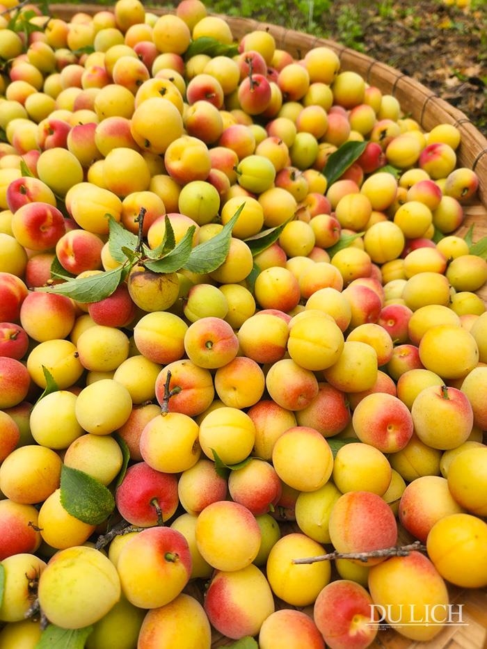 Đắm mình trong thung lũng rừng mơ đẹp như miền cổ tích ở Mộc Châu