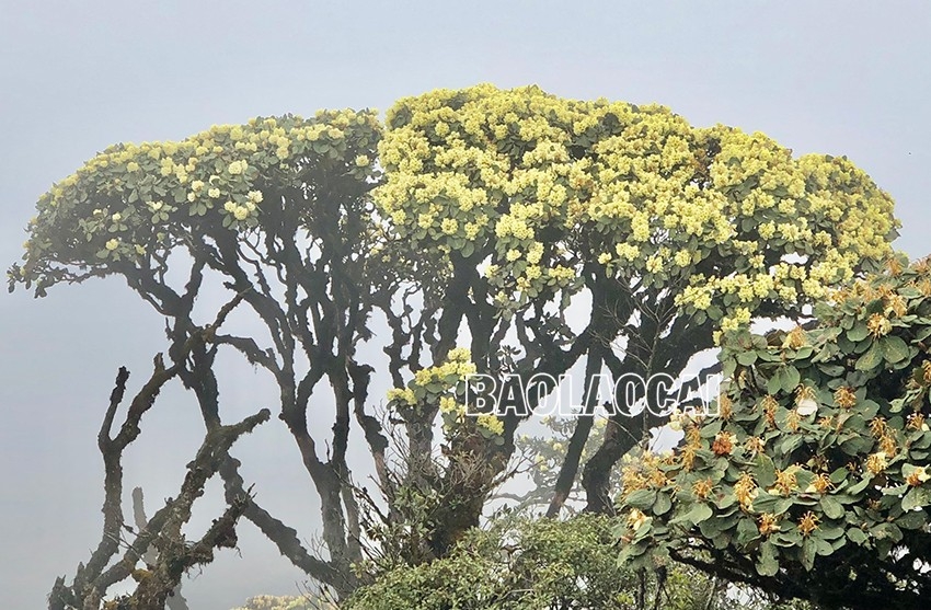 Chiêm ngưỡng vẻ đẹp “đệ nhất hoa" của núi rừng Ky Quan San