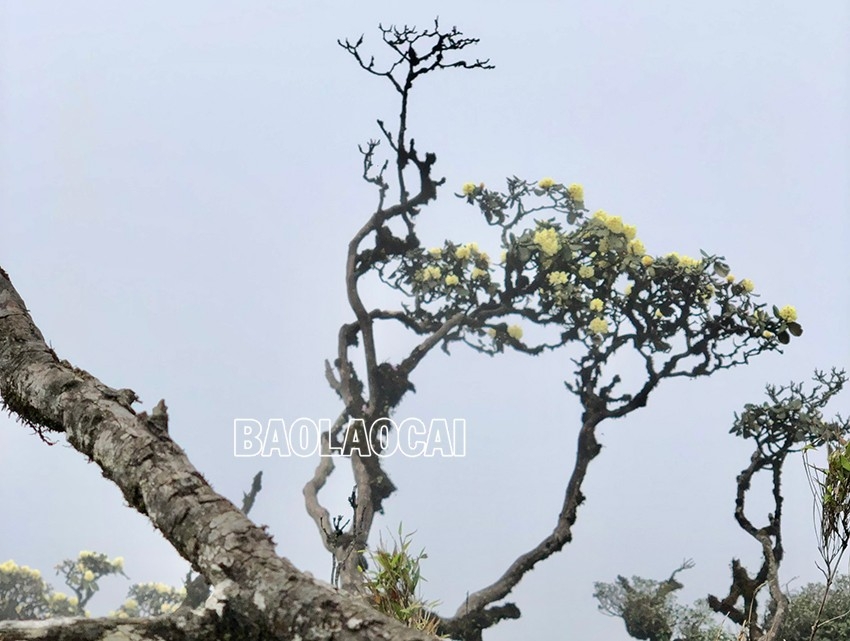Chiêm ngưỡng vẻ đẹp “đệ nhất hoa" của núi rừng Ky Quan San
