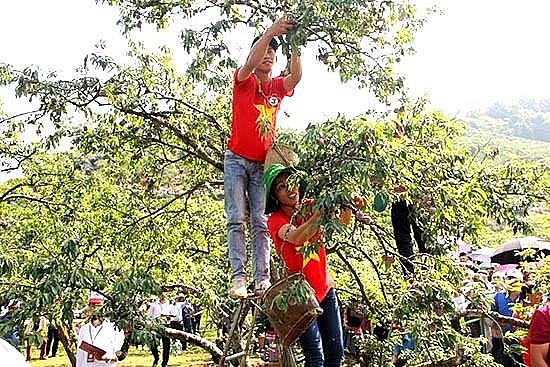 Mộc Châu tổ chức Ngày hội Hái quả lần thứ VI năm 2022