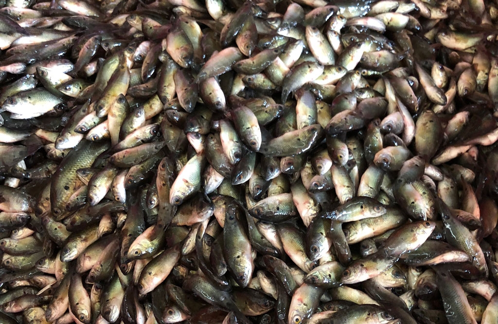 Mắm binh tích - Món ngon đặc trưng của miền quê Đức Huệ