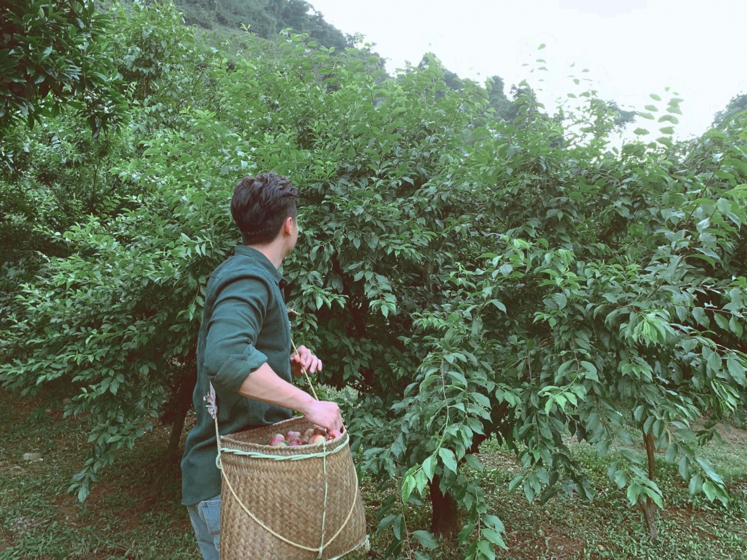 Mộc Châu: 4 điểm hái mận thay thế thung lũng mận Nà Ka bạn nên biết