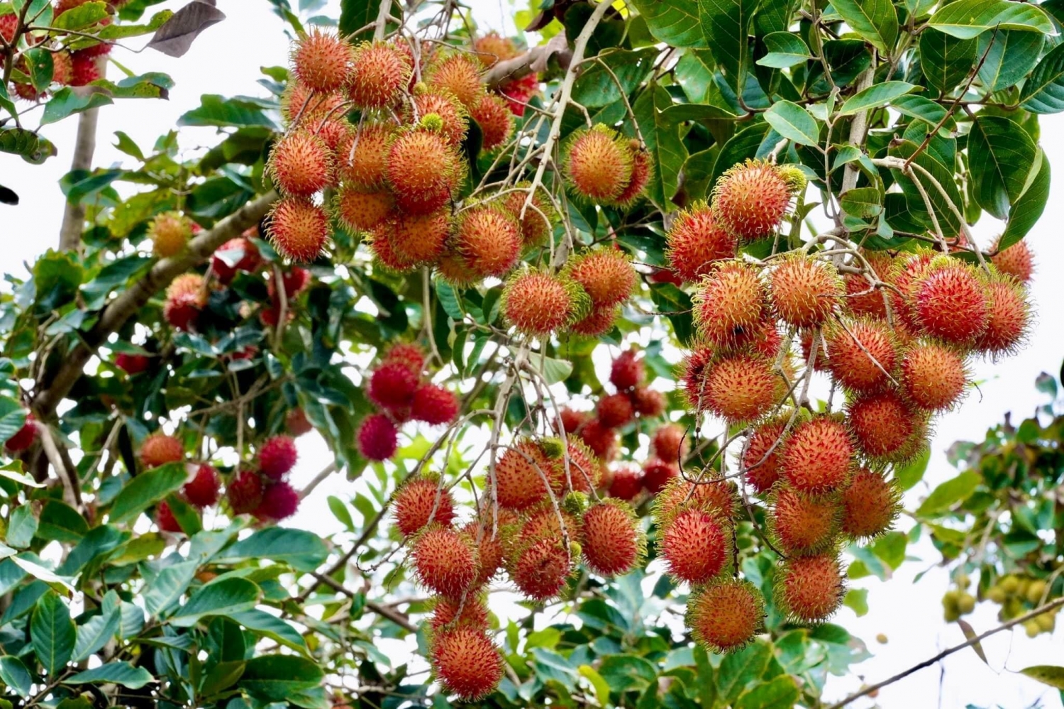 Cù Lao An Bình (Vĩnh Long) mùa trái chín Cù Lao An Bình (Vĩnh Long) mùa trái chín