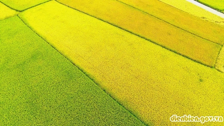 Mùa vàng trên cánh đồng Mường Thanh