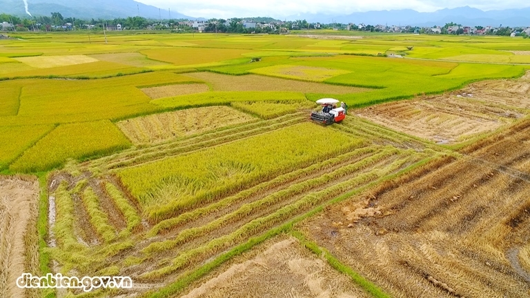 Mùa vàng trên cánh đồng Mường Thanh