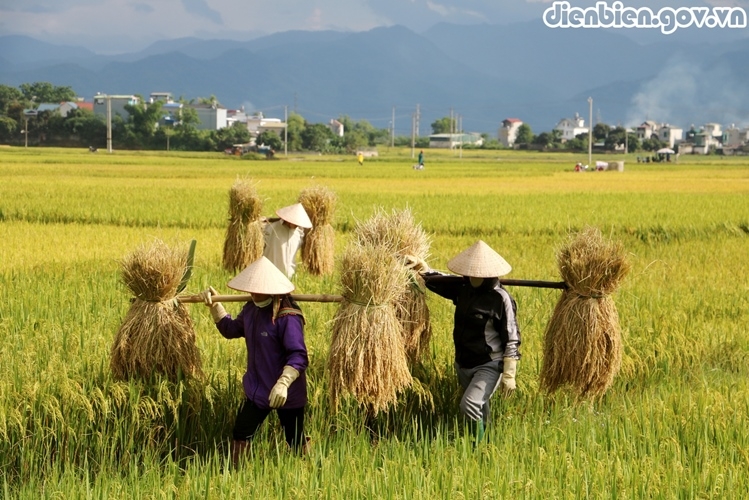 Mùa vàng trên cánh đồng Mường Thanh