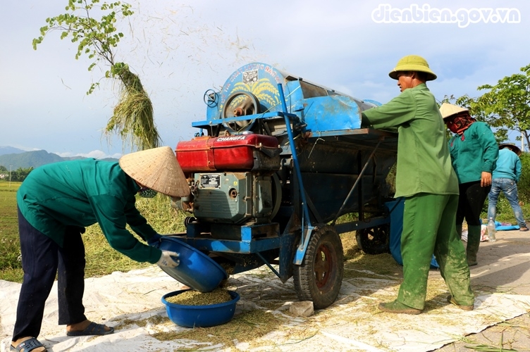 Mùa vàng trên cánh đồng Mường Thanh