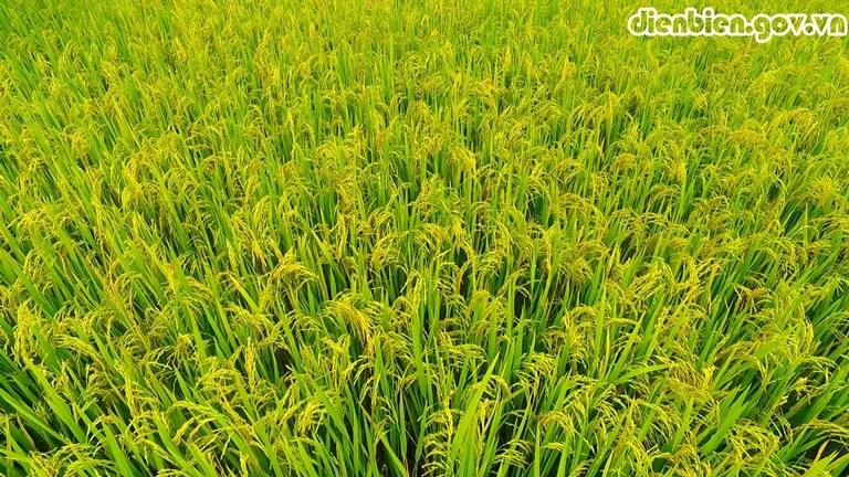 Mùa vàng trên cánh đồng Mường Thanh