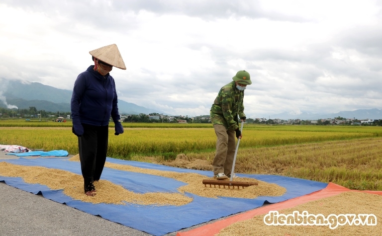 Mùa vàng trên cánh đồng Mường Thanh