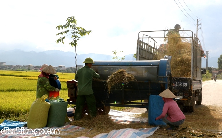 Mùa vàng trên cánh đồng Mường Thanh