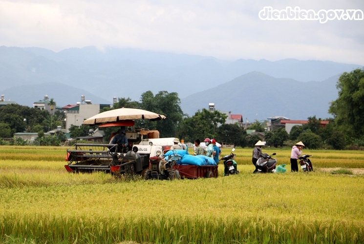 Mùa vàng trên cánh đồng Mường Thanh