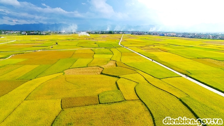 Mùa vàng trên cánh đồng Mường Thanh