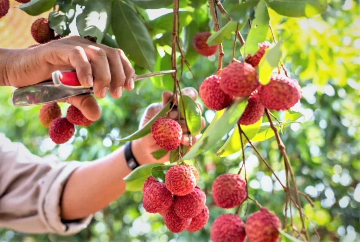 Xoay chuyển tình thế tiêu thụ nông sản tới vụ giữa tâm dịch Covid-19 Xoay chuyển tình thế tiêu thụ nông sản tới vụ giữa tâm dịch Covid-19