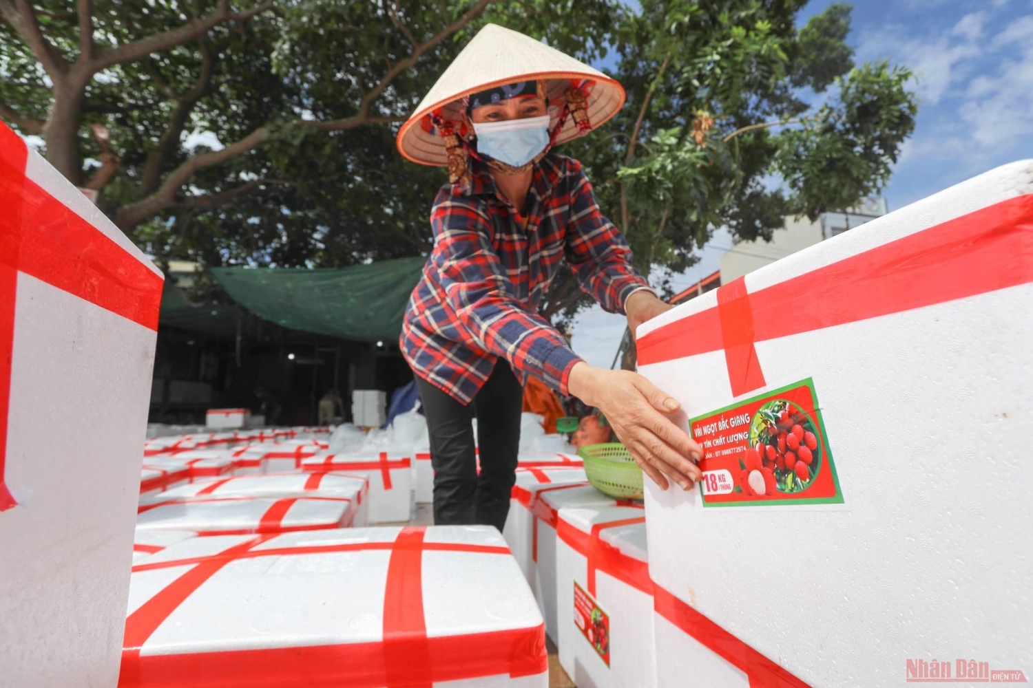 Rực rỡ sắc đỏ tại "vương quốc" vải thiều Bắc Giang