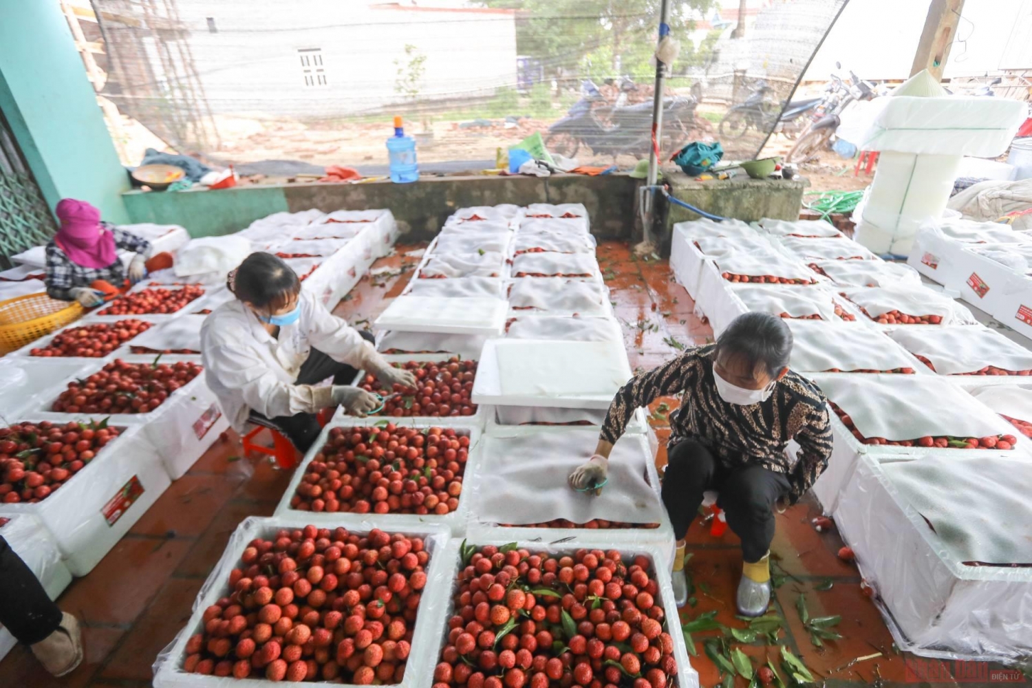 Rực rỡ sắc đỏ tại "vương quốc" vải thiều Bắc Giang