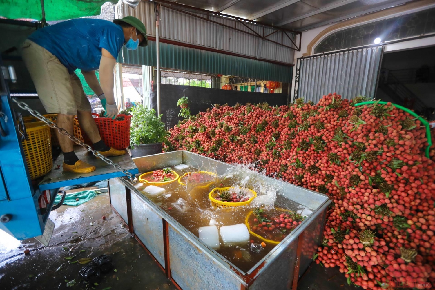Rực rỡ sắc đỏ tại "vương quốc" vải thiều Bắc Giang