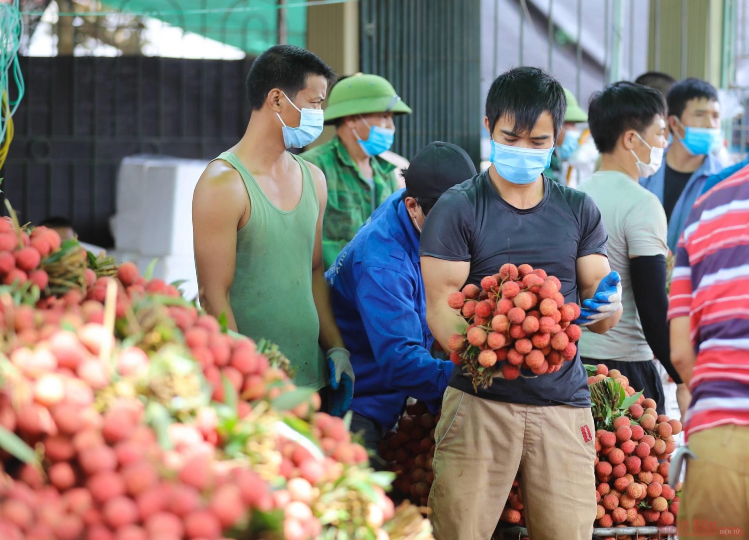 Rực rỡ sắc đỏ tại "vương quốc" vải thiều Bắc Giang