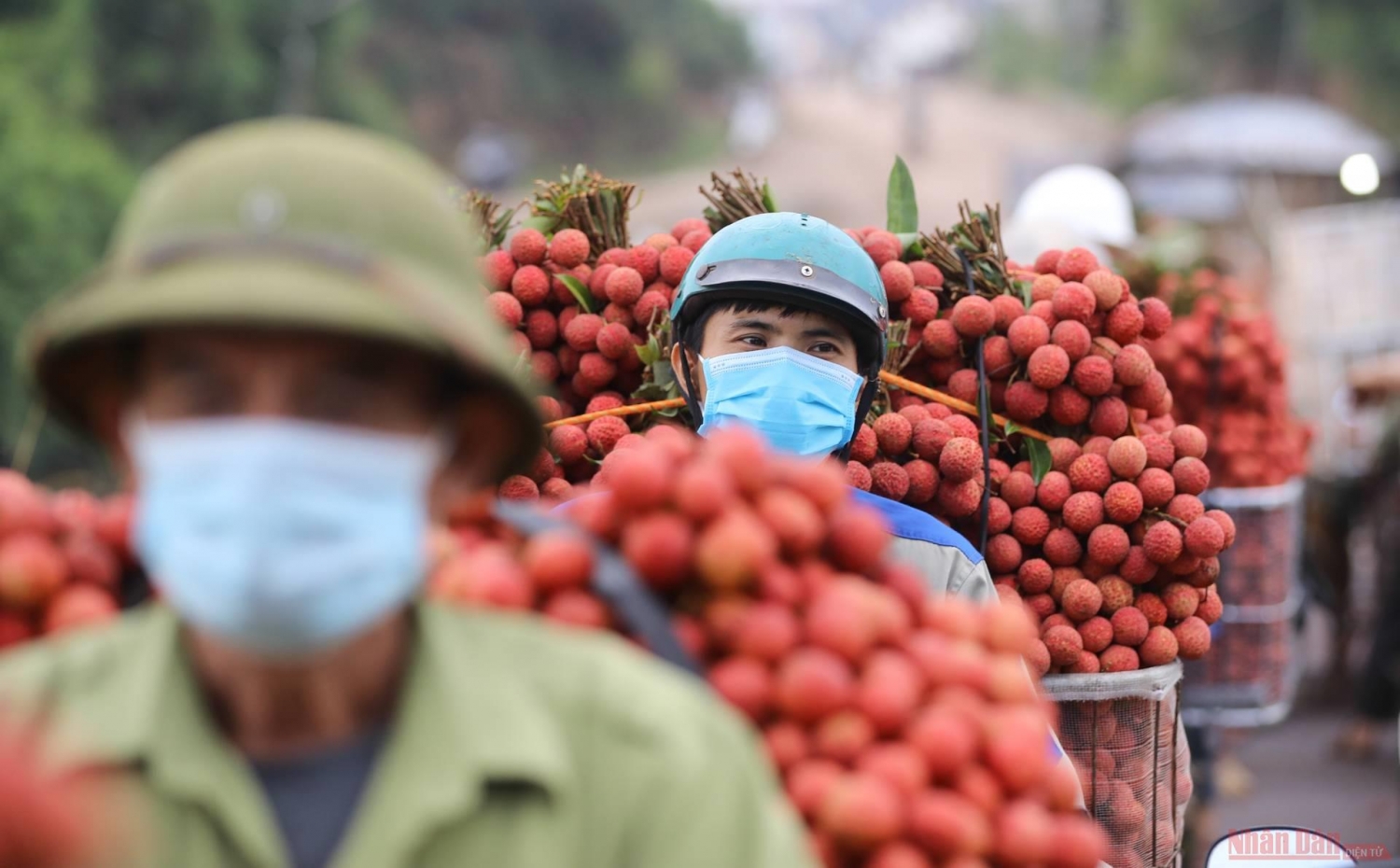 Rực rỡ sắc đỏ tại "vương quốc" vải thiều Bắc Giang