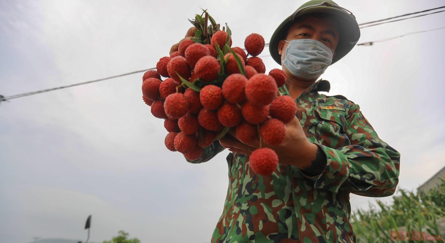 Rực rỡ sắc đỏ tại "vương quốc" vải thiều Bắc Giang