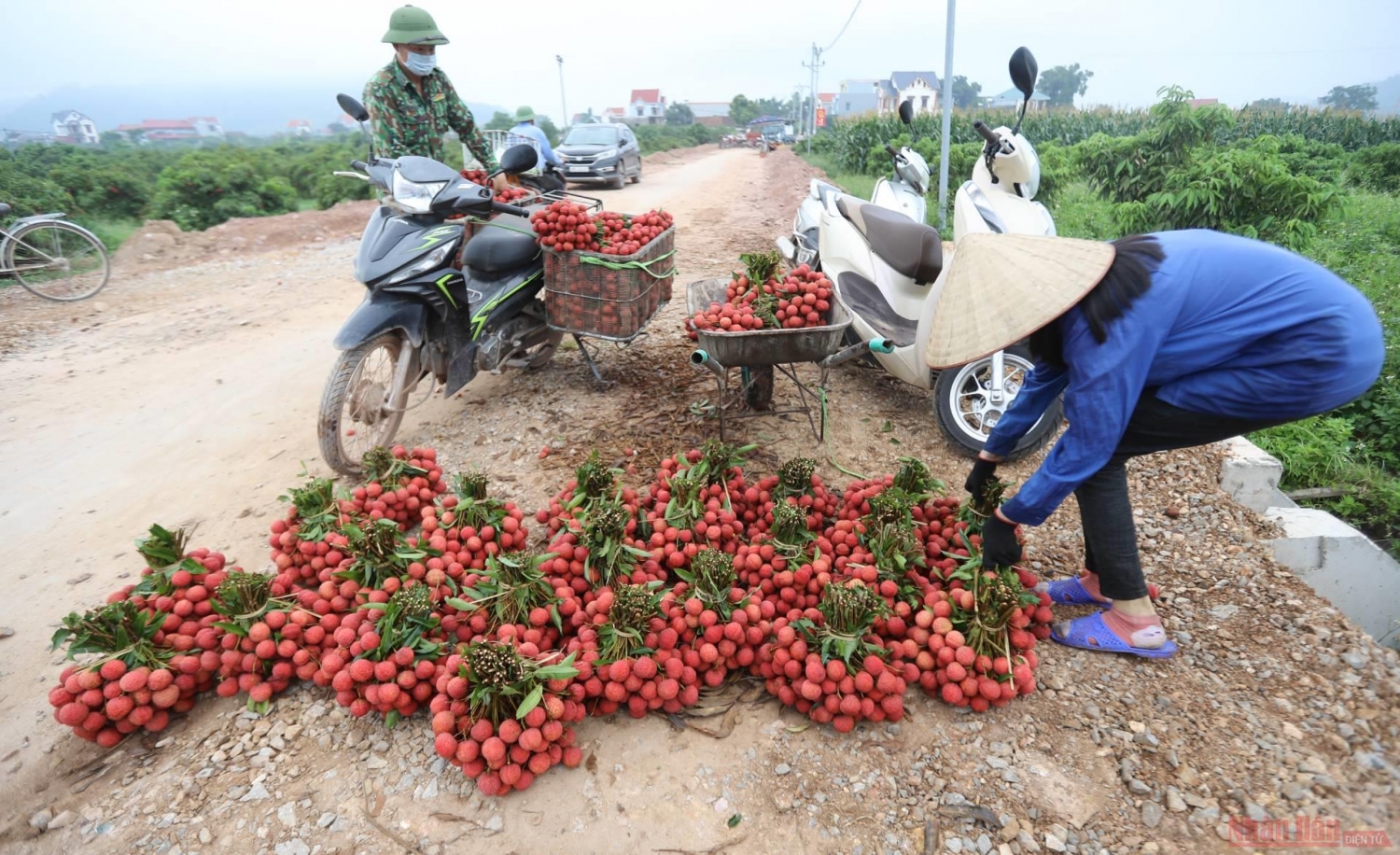 Rực rỡ sắc đỏ tại "vương quốc" vải thiều Bắc Giang