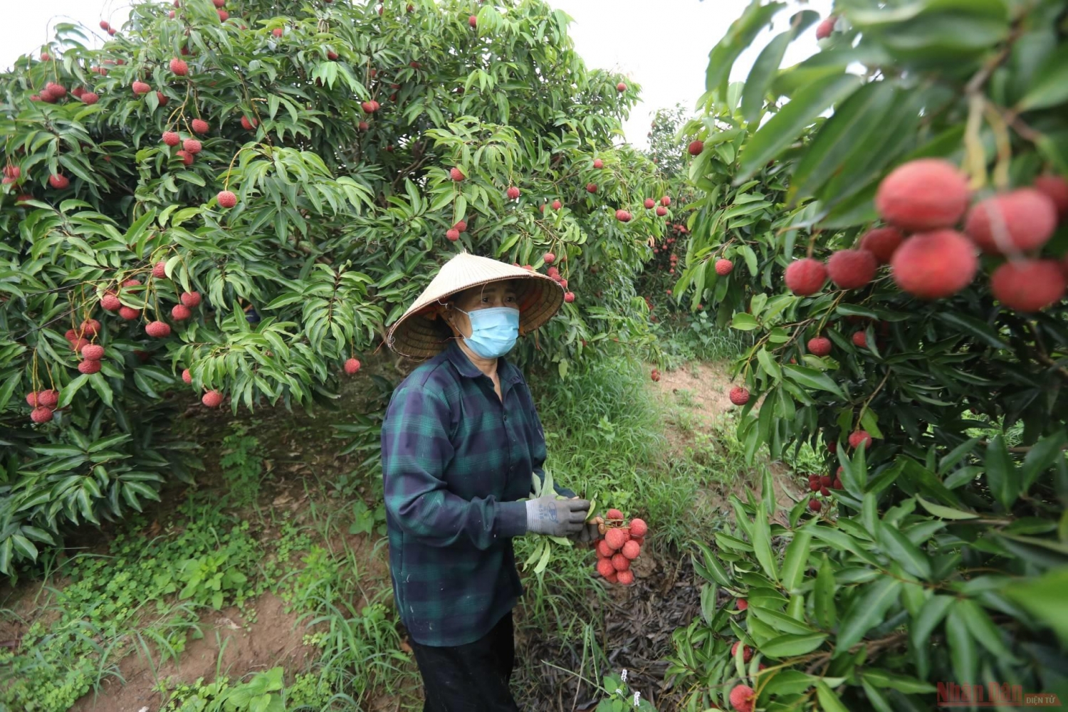 Rực rỡ sắc đỏ tại "vương quốc" vải thiều Bắc Giang