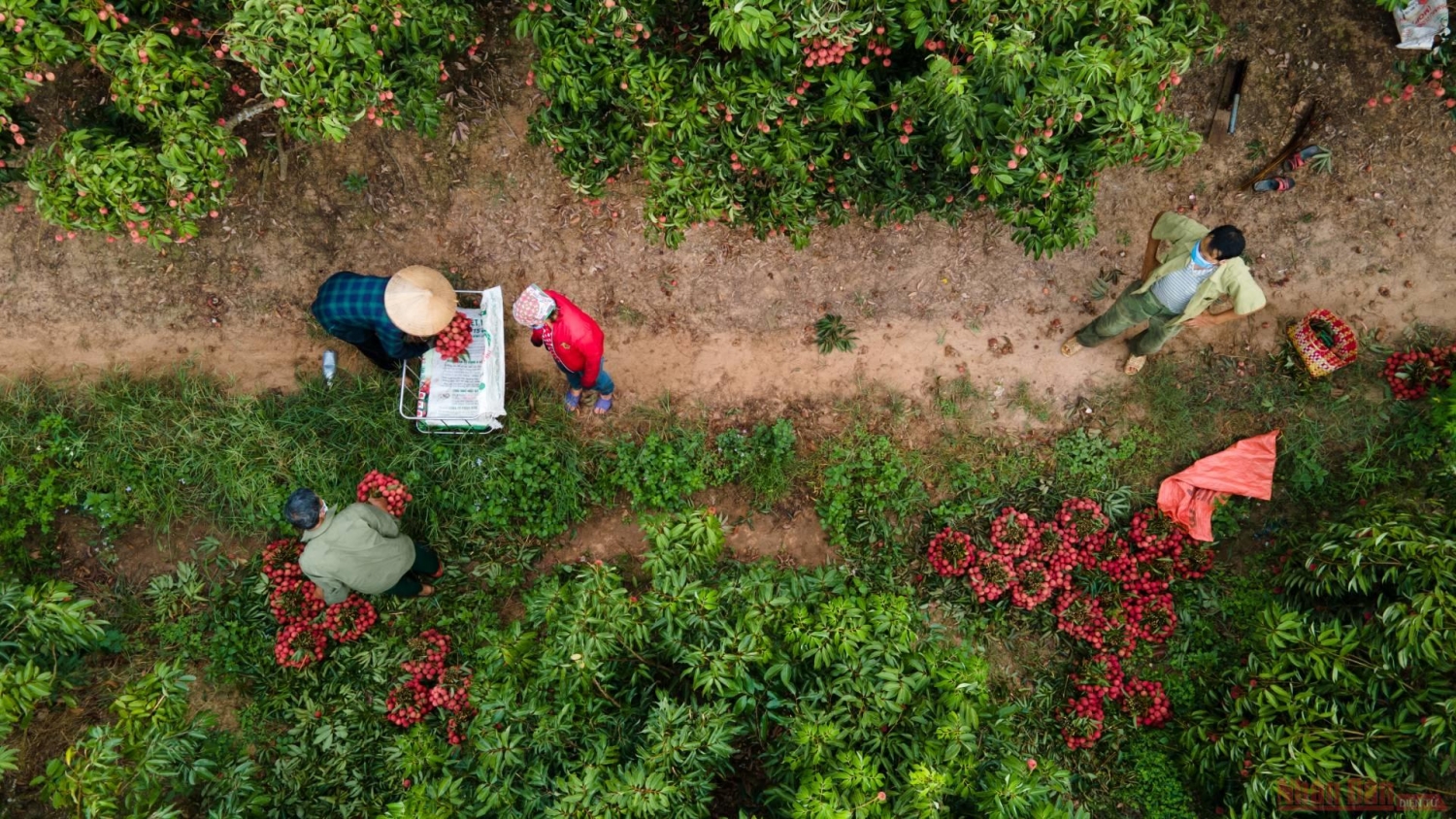 Rực rỡ sắc đỏ tại "vương quốc" vải thiều Bắc Giang