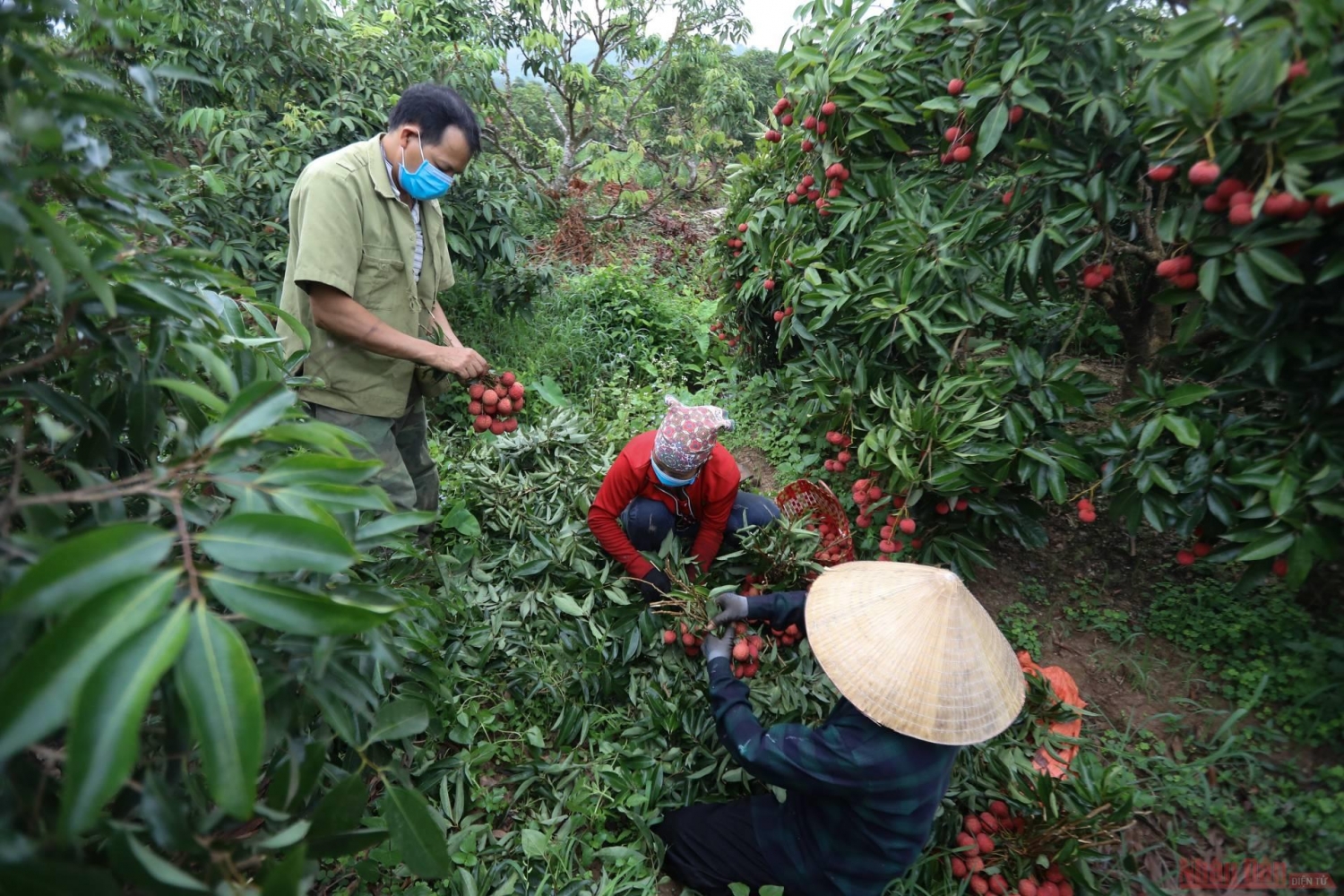 Rực rỡ sắc đỏ tại "vương quốc" vải thiều Bắc Giang