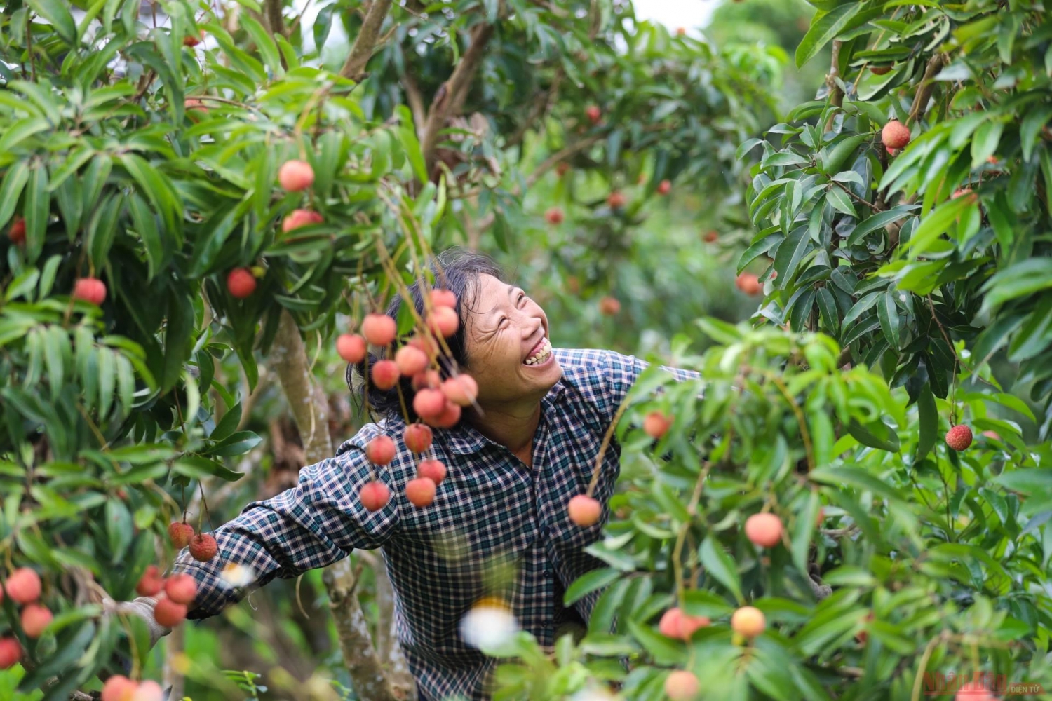 Rực rỡ sắc đỏ tại "vương quốc" vải thiều Bắc Giang