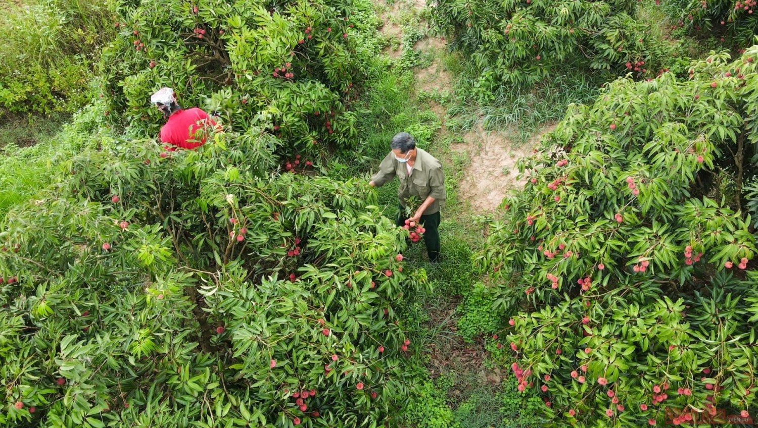 Rực rỡ sắc đỏ tại "vương quốc" vải thiều Bắc Giang