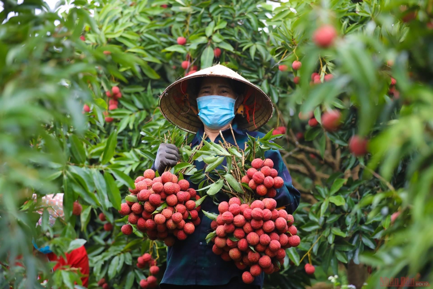 Rực rỡ sắc đỏ tại "vương quốc" vải thiều Bắc Giang