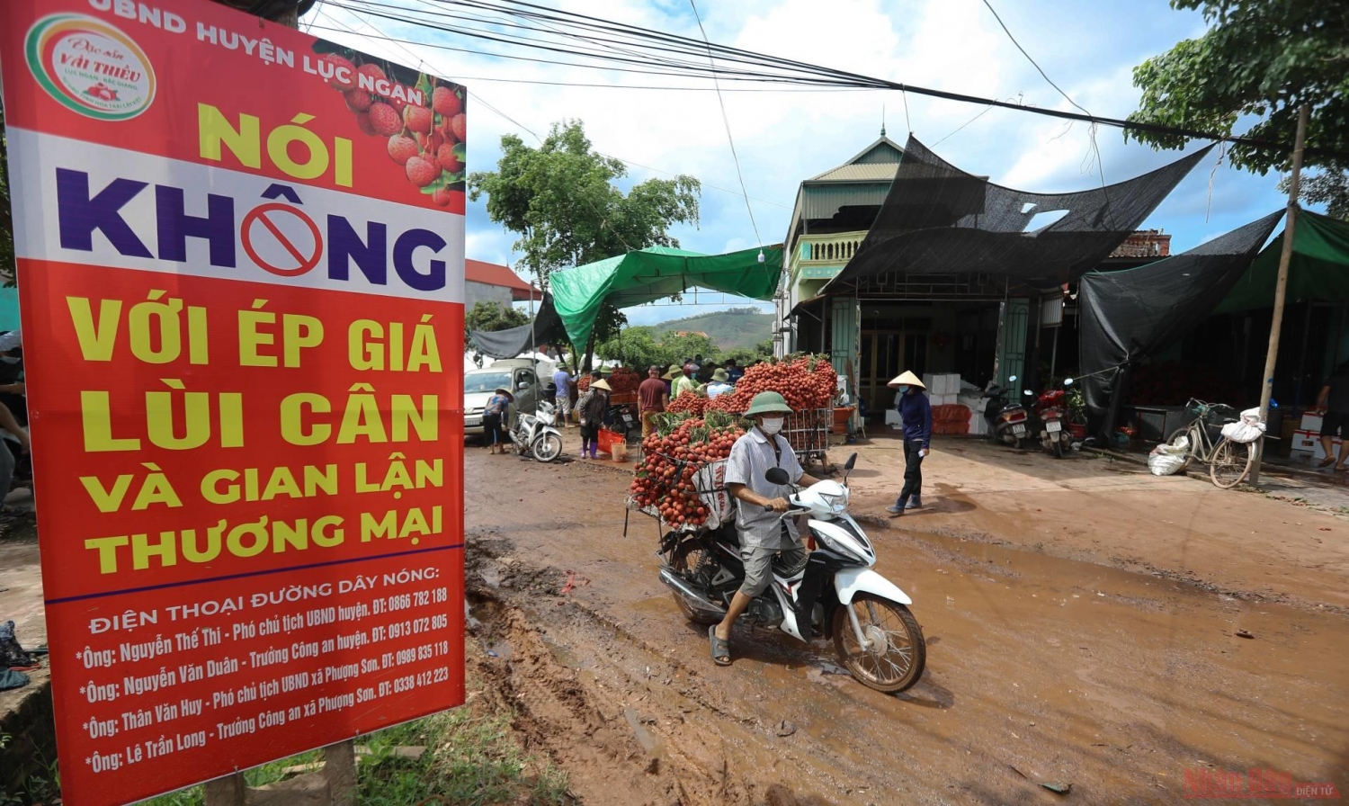 Rực rỡ sắc đỏ tại "vương quốc" vải thiều Bắc Giang