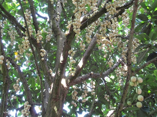 Gà om dâu - Đặc sản đất Phong Điền