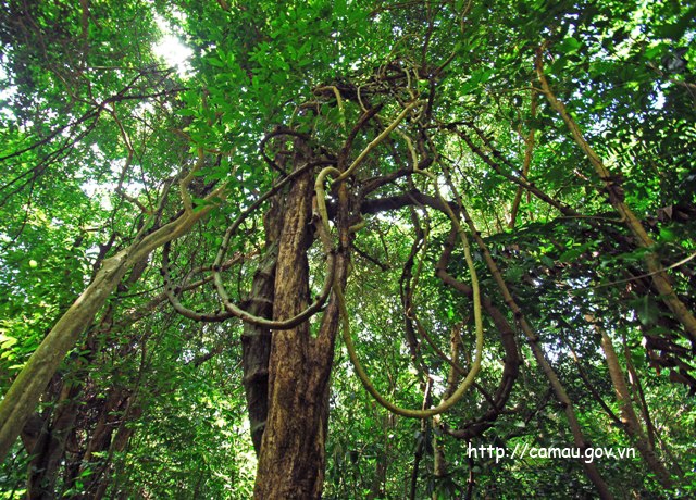 Khám phá đảo ngọc - Hòn Khoai